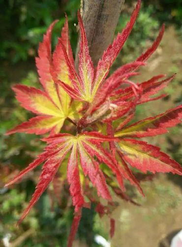 日本紅楓爪柿 庭院中的秋日雙重奏